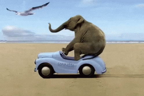 Nellie The Elephant Packed Her Trunk…